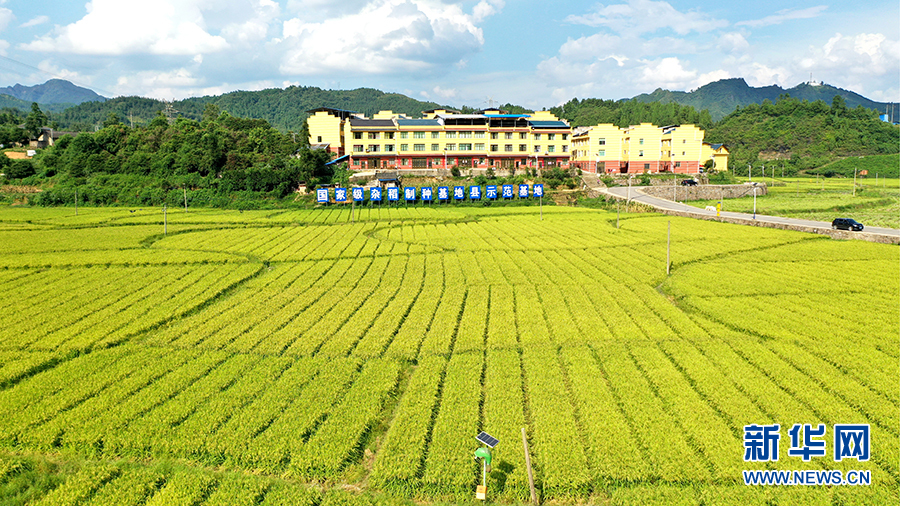 贵州岑巩杂交水稻制种基地进入收获季