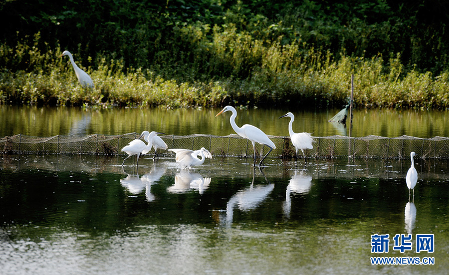 包湖湿地生态美 白鹭成群翩翩飞-贵阳网