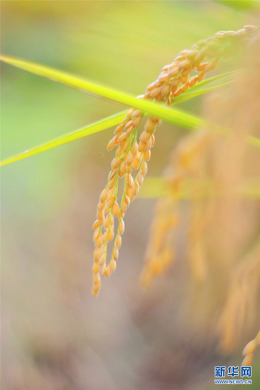 稻谷黄秋收忙云南安宁丰景美