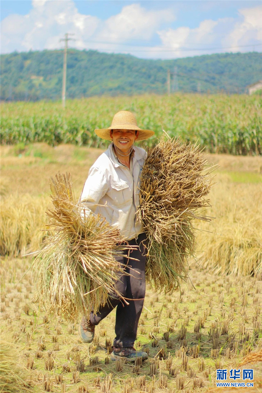 稻谷黄秋收忙云南安宁丰景美