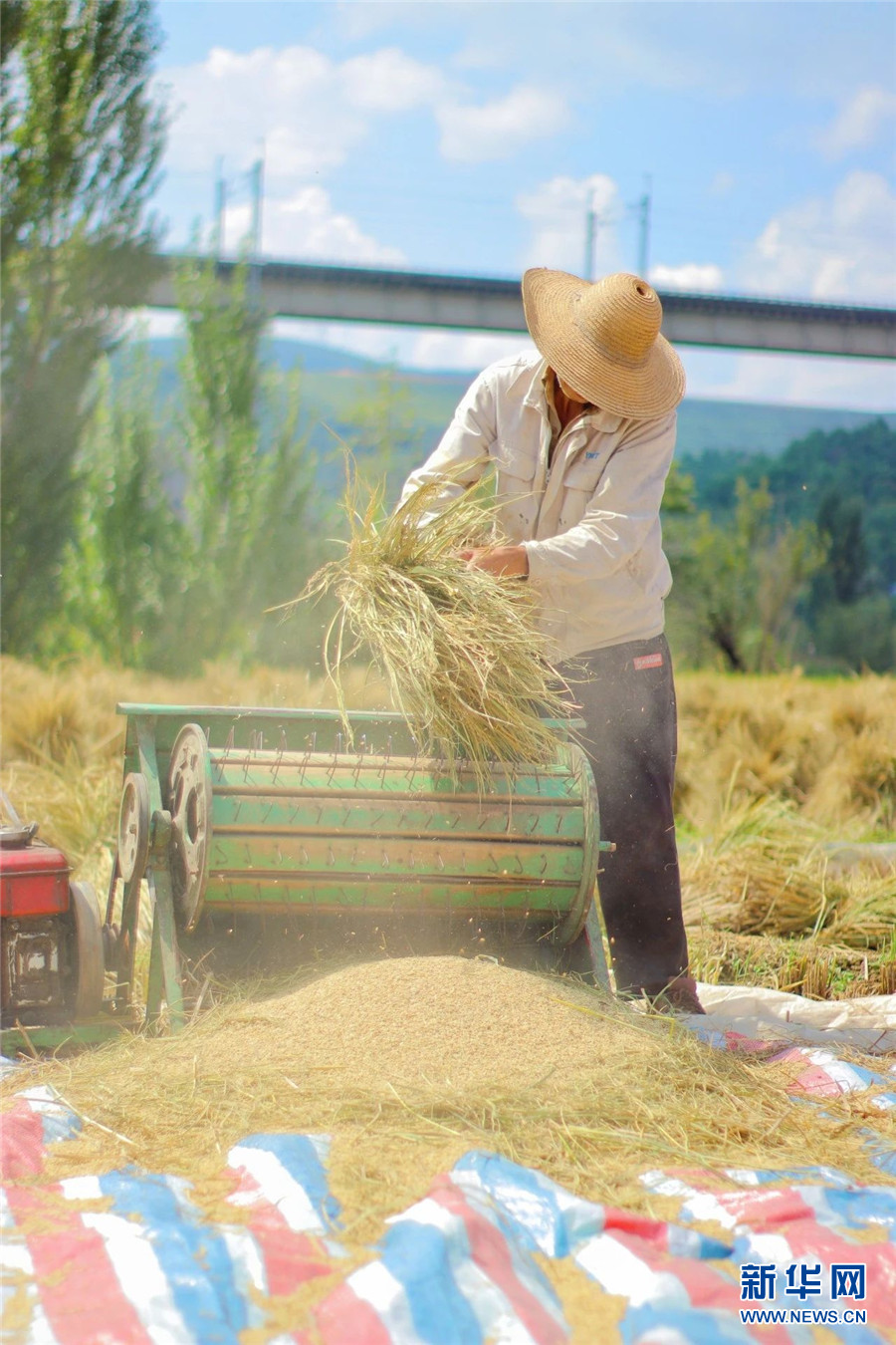 稻谷黄秋收忙云南安宁丰景美