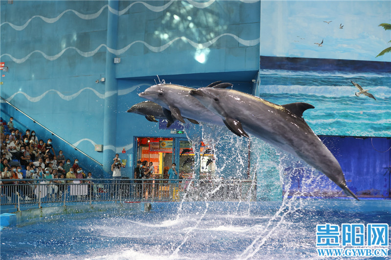 图集中秋小长假第二天贵阳海洋馆迎客流高峰