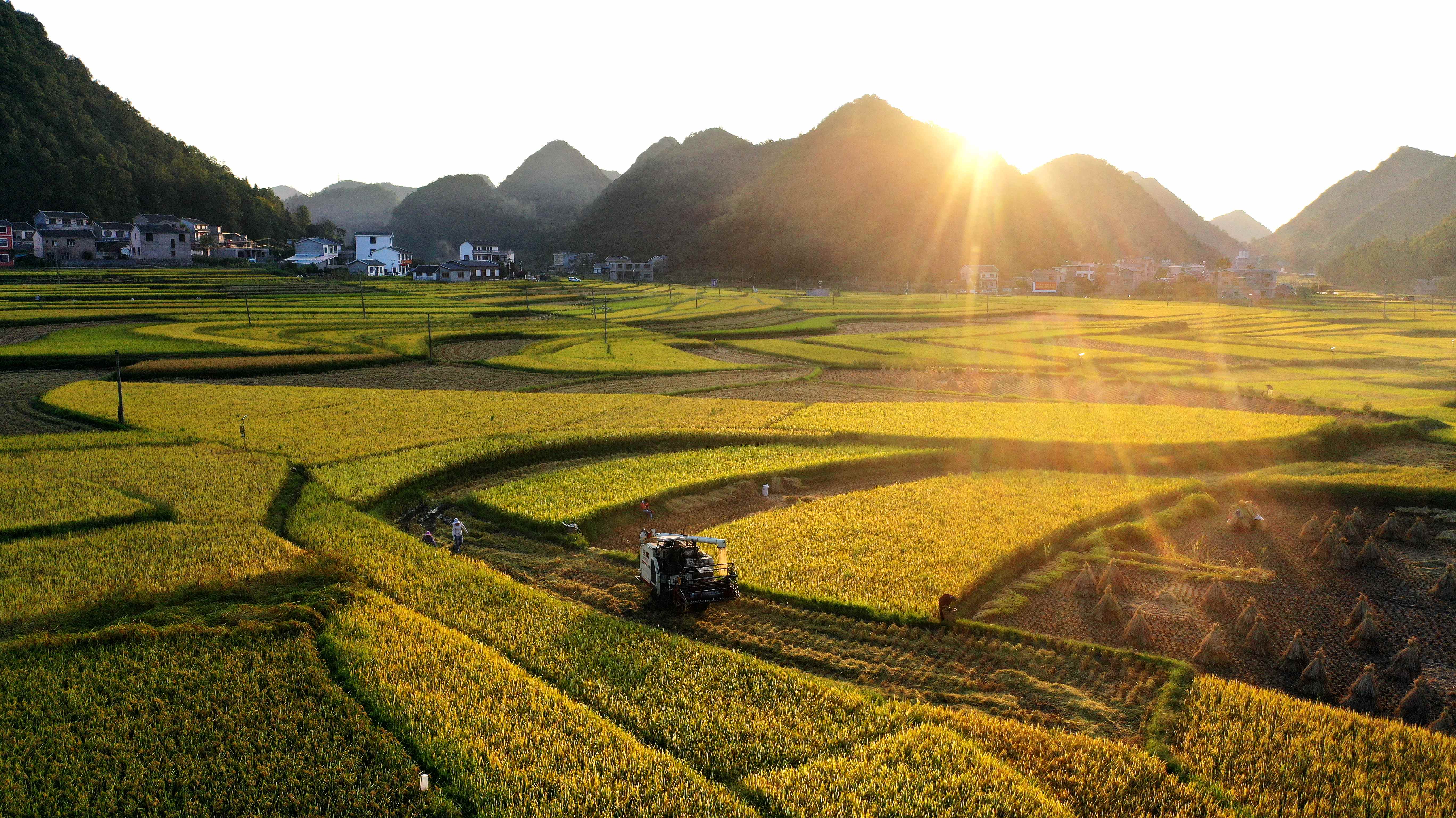 9月12日,在贵州省安龙县招堤街道海庄村,村民驾驶收割机收割水稻(无人