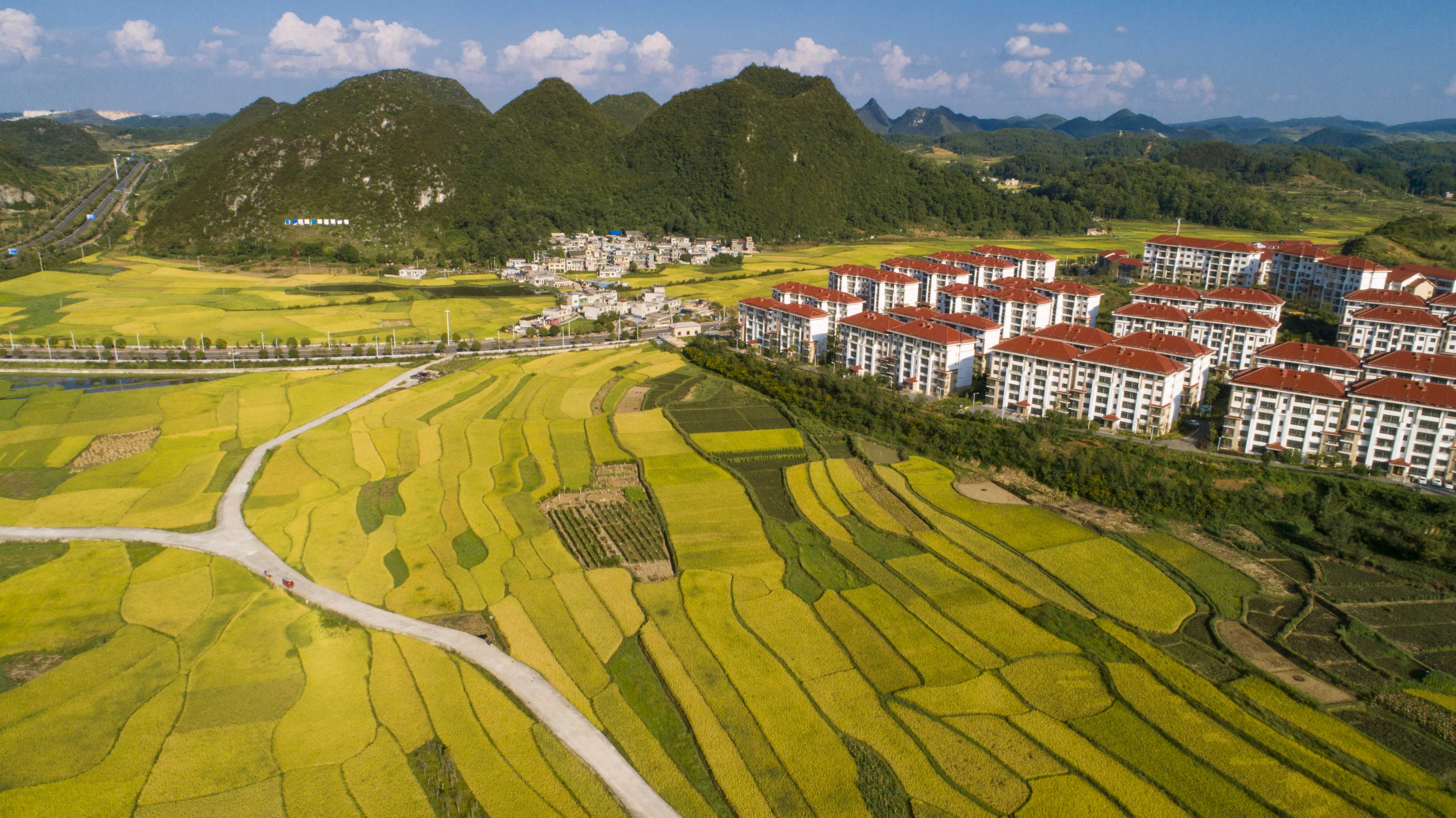 石照昌 摄9月13日,在贵阳市花溪区黔陶乡马场村800余亩辣椒基地里迎来