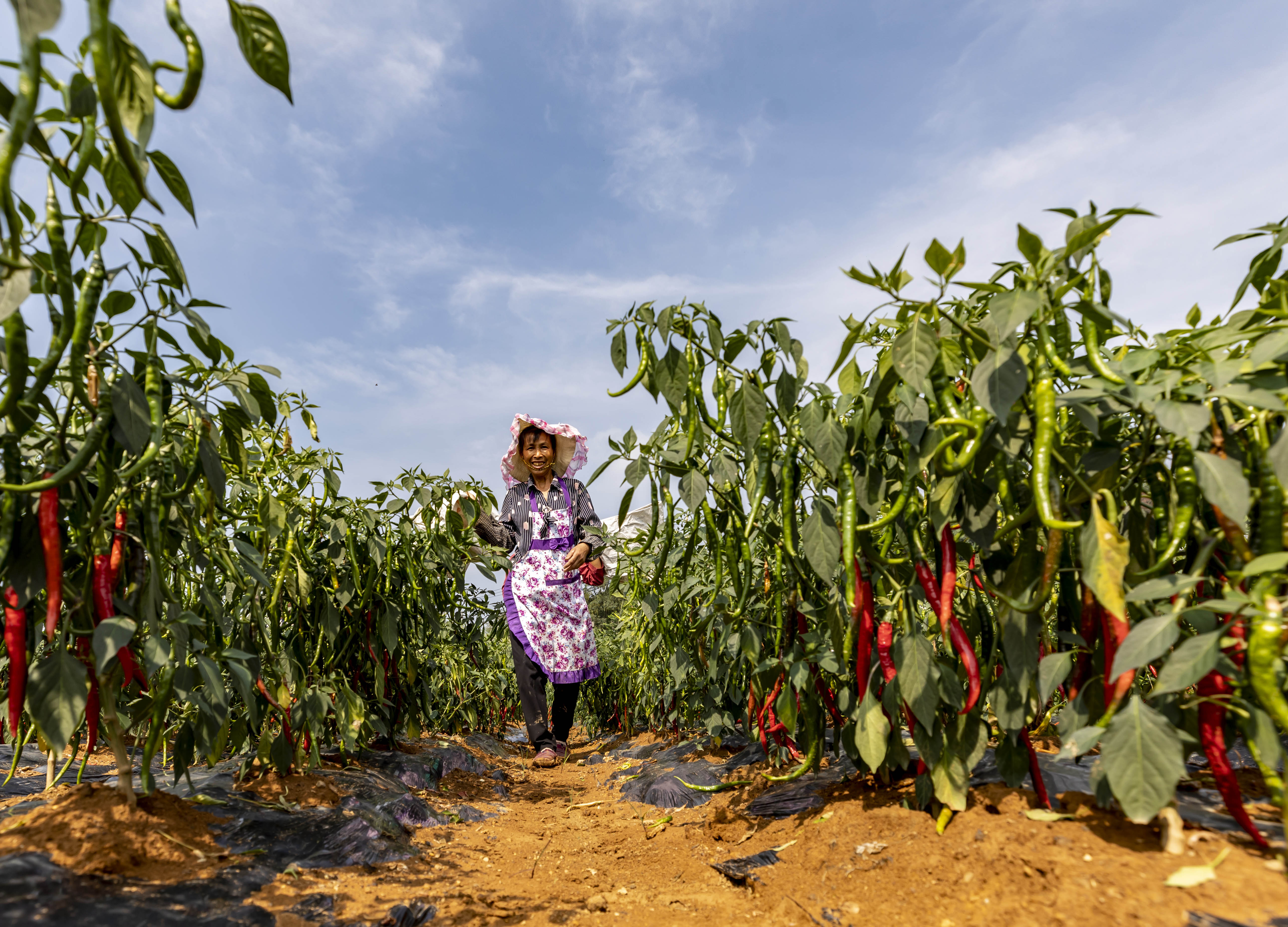 图集丰收黔景毕节篇