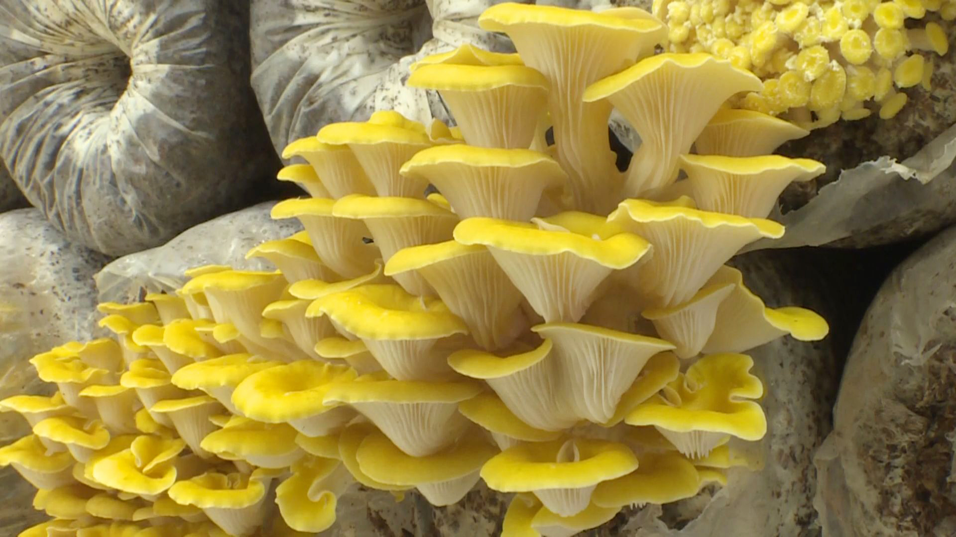 时下,正值秋收时节,走进茶店乡洞口村食用菌种植基地,大棚内一排排