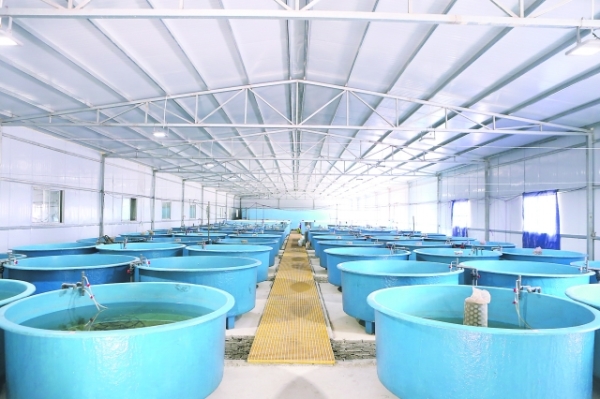 贵州现代鲟鲈种业园培育良种鱼苗助力渔业发展