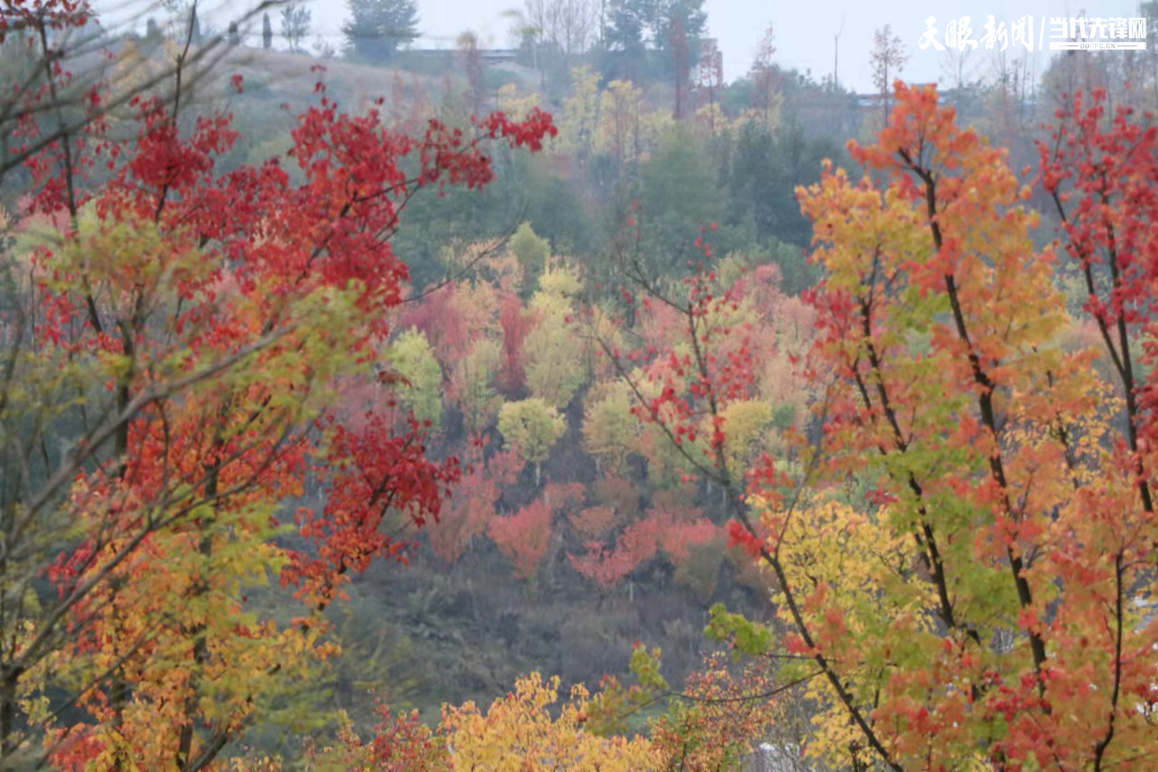 毕节威宁深秋草海北坡美如画