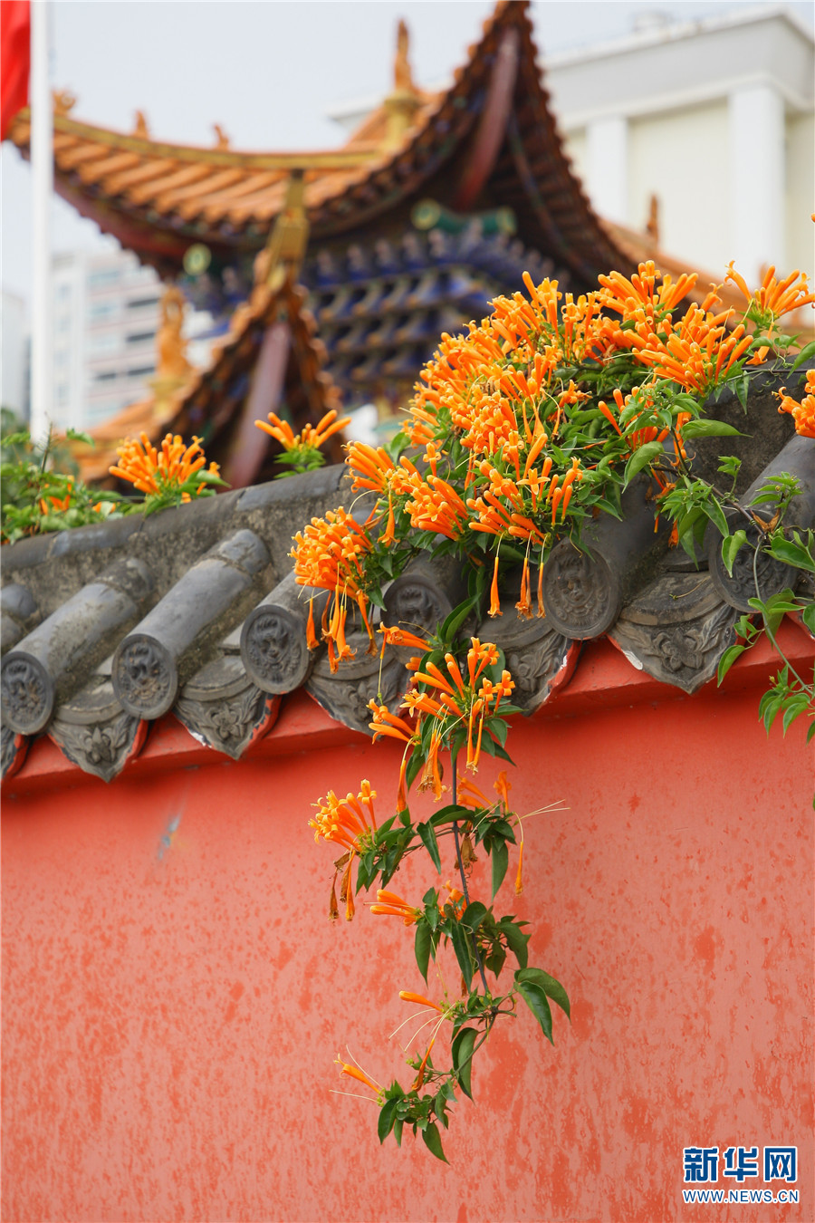 云南省曲靖市麒麟区云龙寺院墙外的炮仗花(10月31日摄).