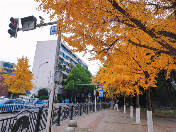 穷游贵阳去遵义路留下贵阳街头最后一抹秋