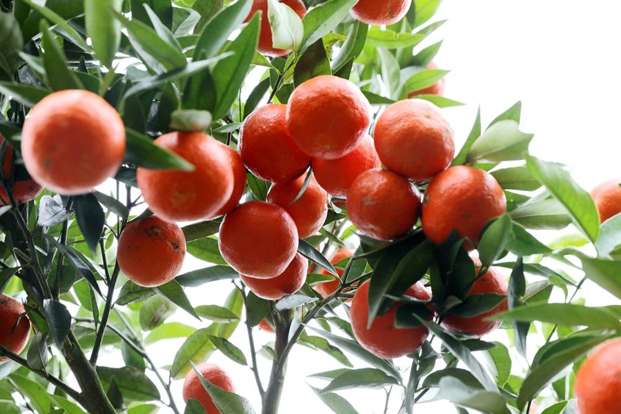 黔东南施秉老县村桔子红啦