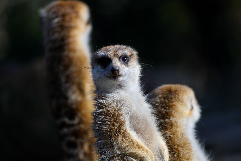 1月12日在上海野生动物园拍摄的细尾獴.