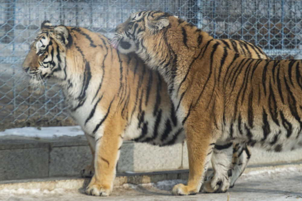 全球连线世界最大东北虎人工繁育基地东北虎陆续进入交配期