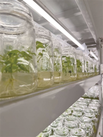 紫云培育脱毒苗让红芯红薯红起来