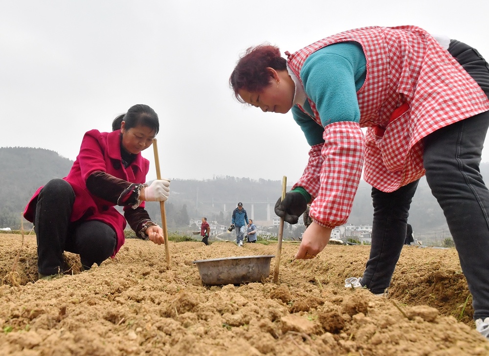 贵阳气温回升田间播种忙
