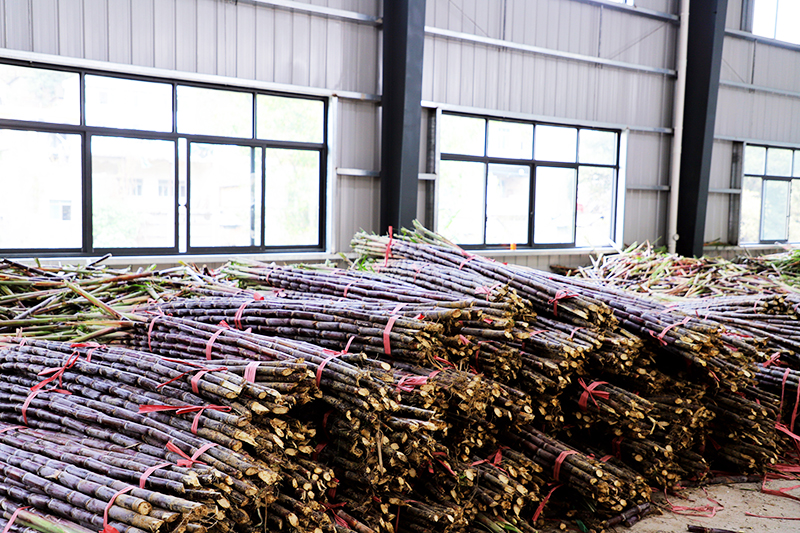 关岭断桥镇让甘蔗搭上电商直通车