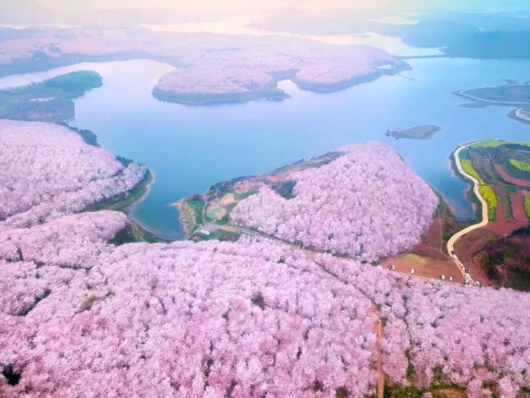 直达贵安樱花园巴士贵阳旅文爽爽贵阳樱花季直通车来啦