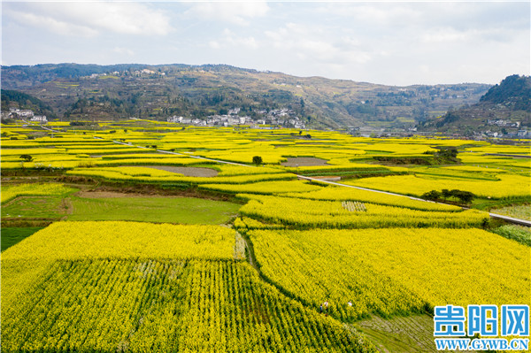 贵阳开阳底窝坝千亩油菜花竞相绽放