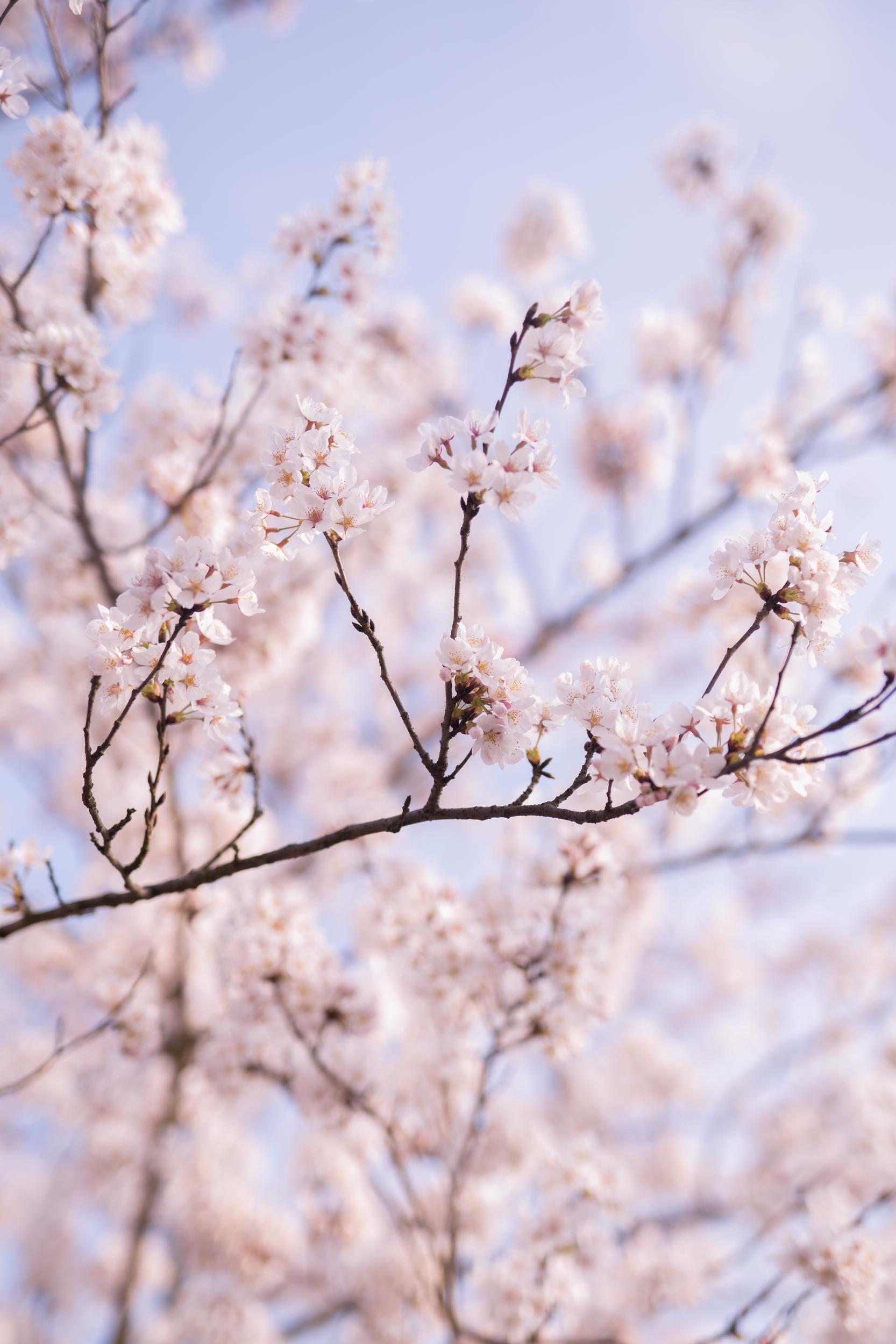 安顺西秀5000亩黄腊樱花开了