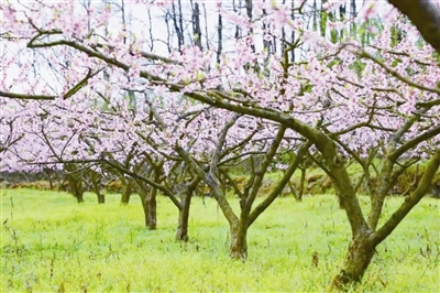 毕节金沙县长坝镇石关村桃花盛开春意浓以桃为媒铺新路