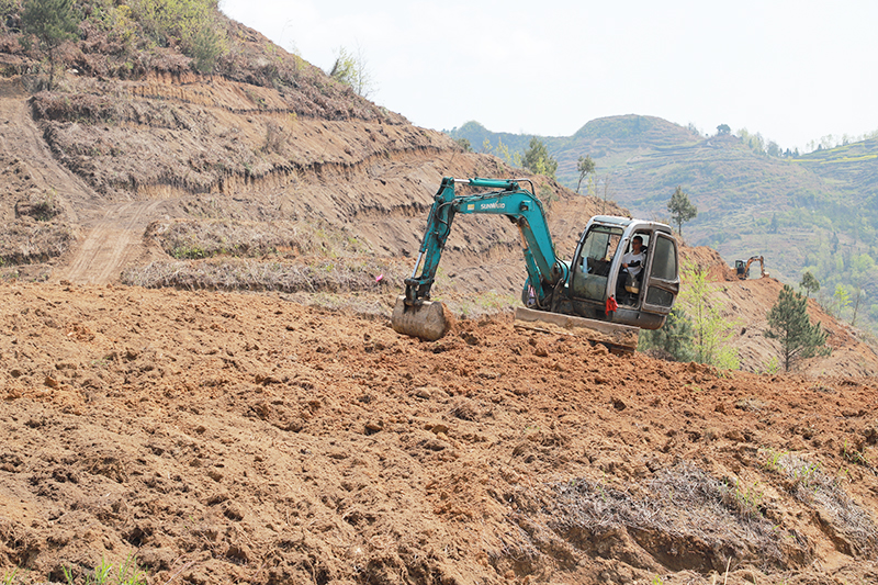 紫云板当镇三千亩荒山变茶山