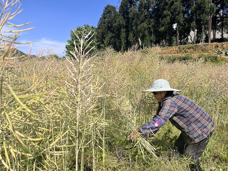 贵州毕节油菜丰收了