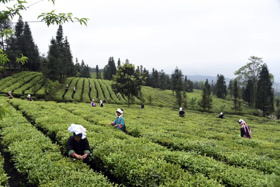黔西南晴隆县茶叶产业筑牢乡村振兴基础