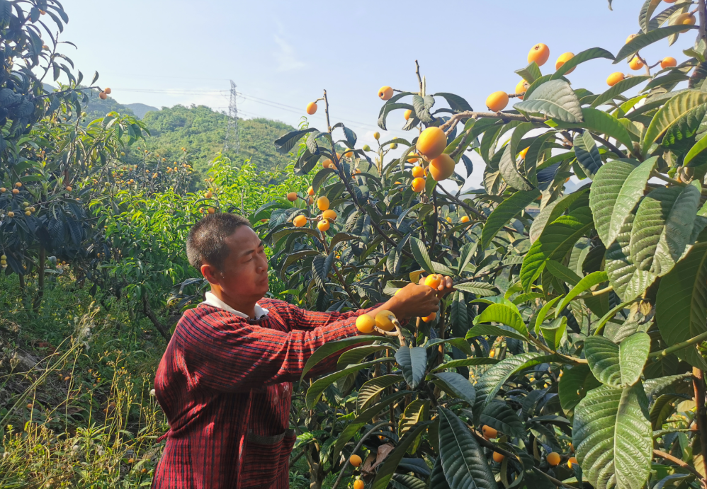 安顺关岭断桥枇杷变身乡村振兴致富果
