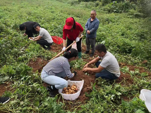 花溪区麦坪镇施庄村小土豆敲开致富门撂荒地变成致富田