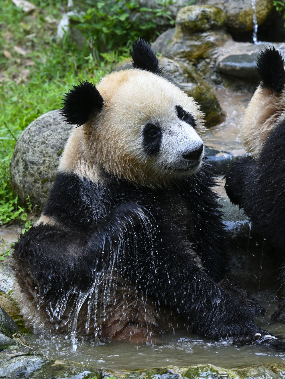 您当前的位置:>贵阳网>新闻频道>本地新闻>↑8月18日,中国大熊猫保护