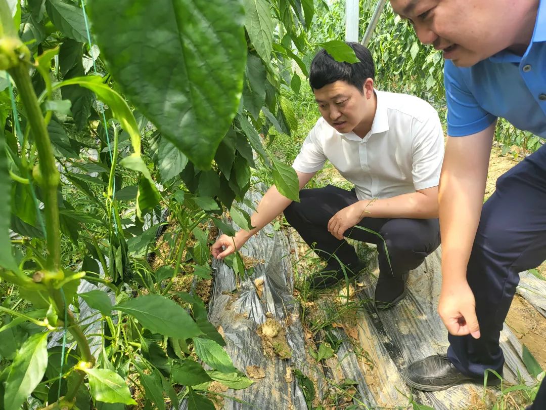 贵阳农投集团党委书记董事长陈祖发督导菜篮子集团蔬