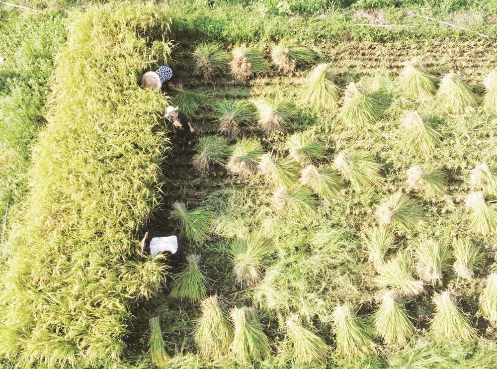 铜仁思南多年生水稻再迎丰收