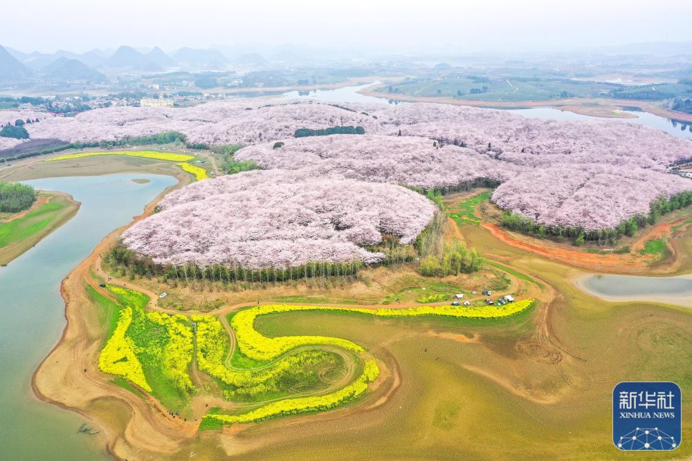 贵安万亩樱花春日绽放