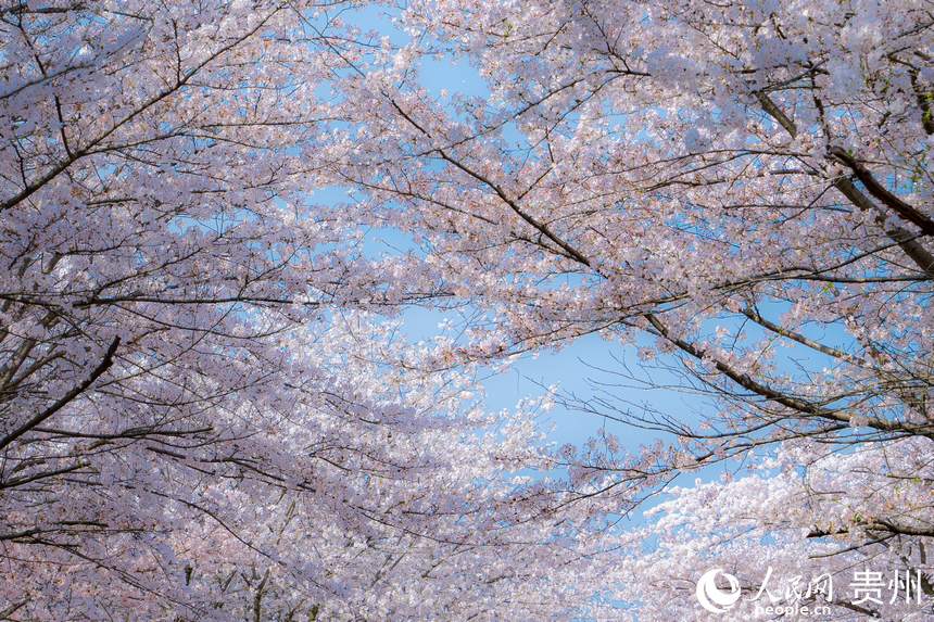 多彩贵州·花漾中国丨贵安：万亩樱花齐绽放 为春天增添亮色
