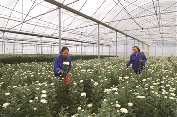 安顺市大寨村：“花经济”拓宽致富路