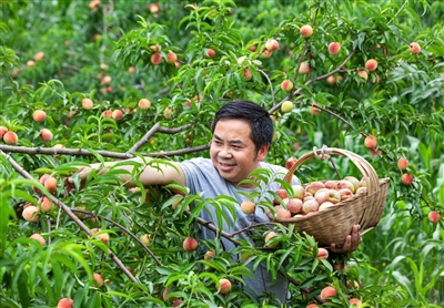 白花桃抢“鲜”上市