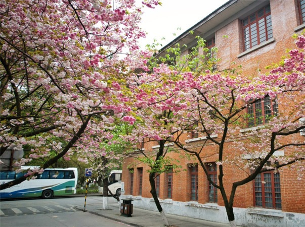 贵师大最美樱花路美翻了！