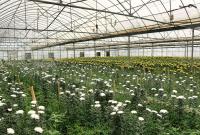 贵阳清镇：闲置大棚变“花园”，增收致富辟新路