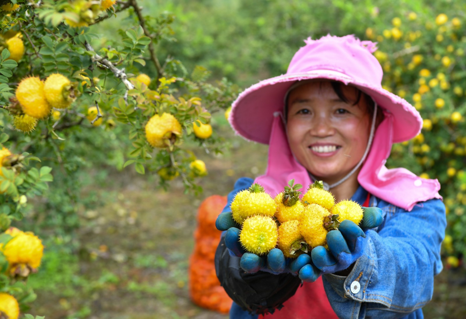 龙里茶香村:小小刺梨果 承载致富梦