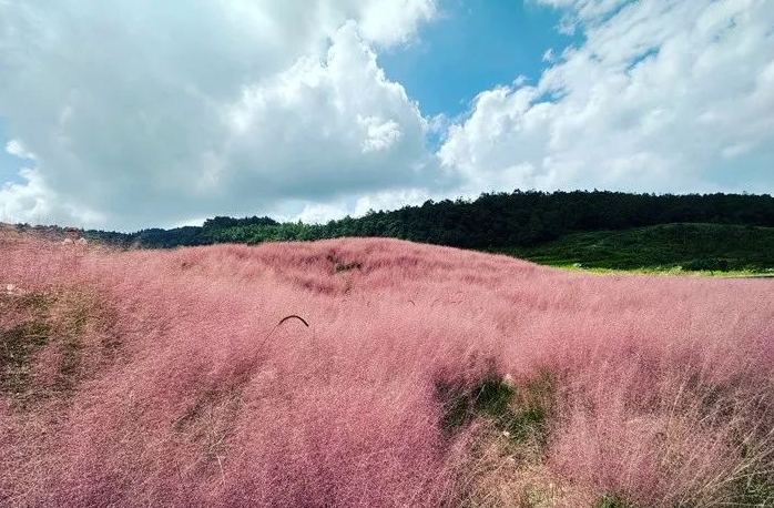 “粉黛花田”宛若仙境！走，到白云感受秋日浪漫