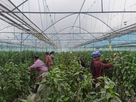 贵阳贵安1200亩“冬储菜”迎来丰收季