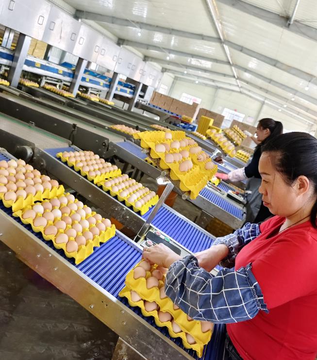 贵阳市农投集团旗下蛋鸡养殖基地：假期值班保产量 节后复工强销售