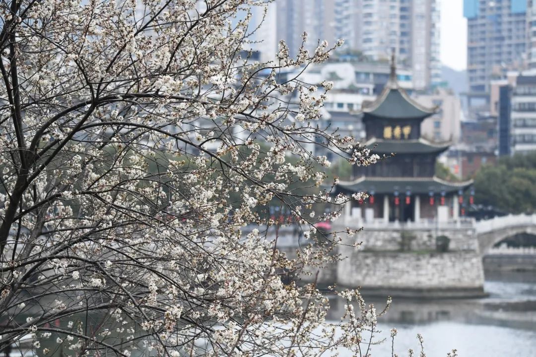 图集丨南明河畔李花盛开，美如白雪！