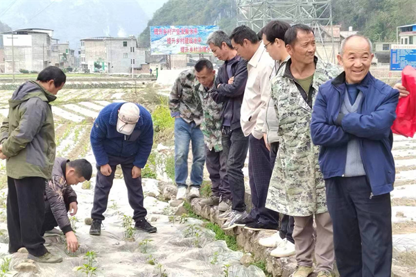 【奋进的春天】贵阳市农投集团罗甸区蔬菜基地：抢抓农时保供应