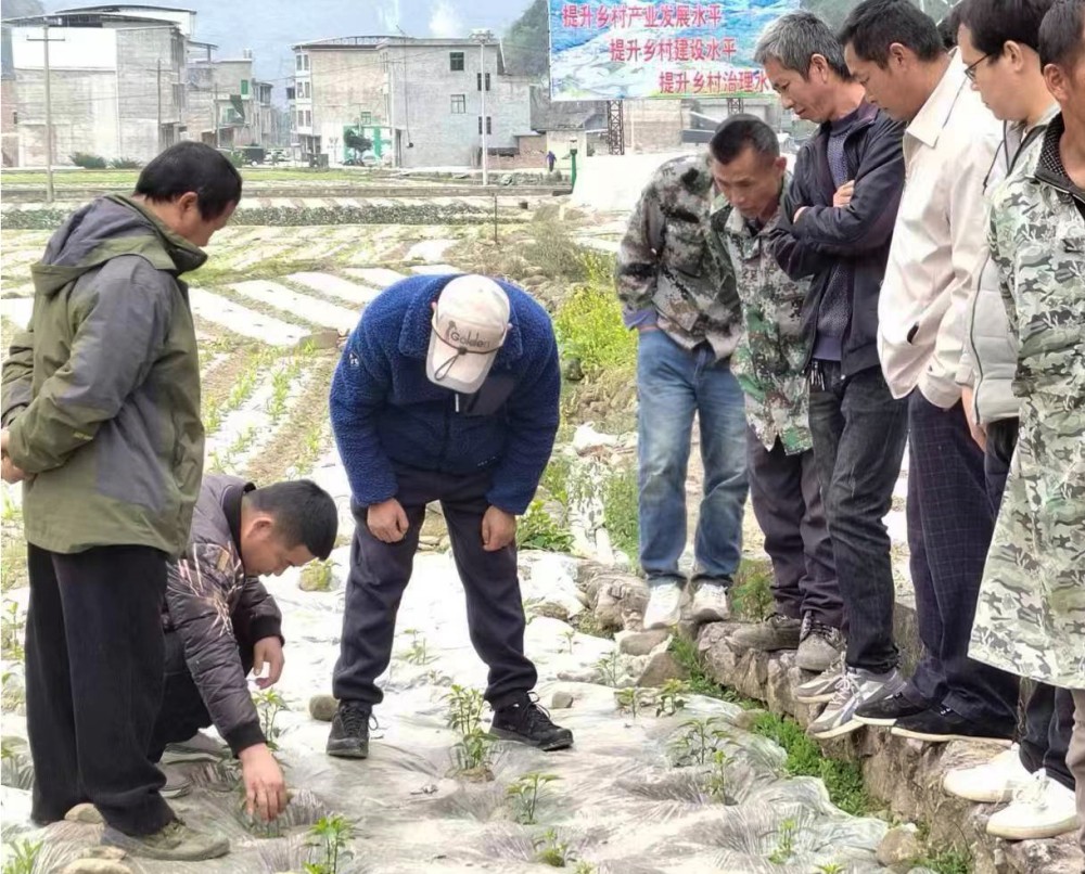 【奋进的春天】贵阳市农投集团罗甸区蔬菜基地：抢抓农时保供应