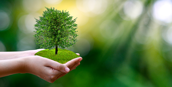 三月阳春，“税”添新绿 ——贵阳综保区税务局开展志愿植树活动