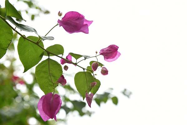 花溪区青岩镇种植三角梅 打造“梅”好风景