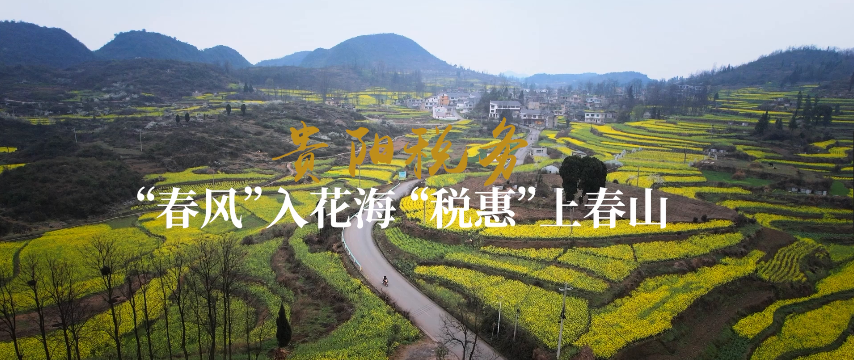 视频‖贵阳税务：“春风”入花海 “税惠”上春山