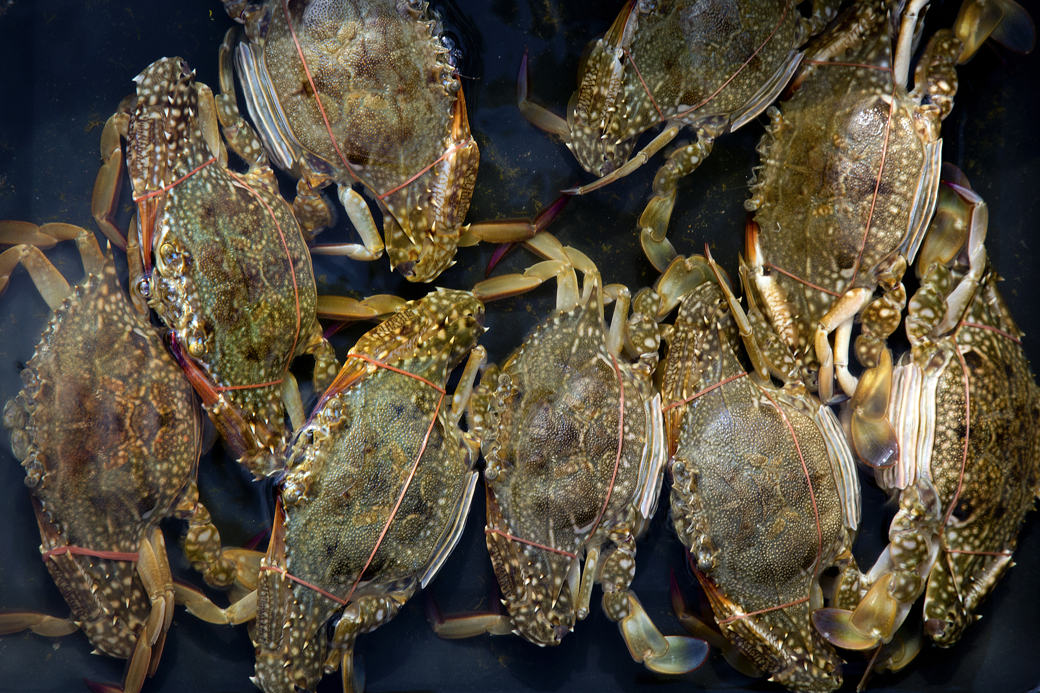 青蟹选购消费提示