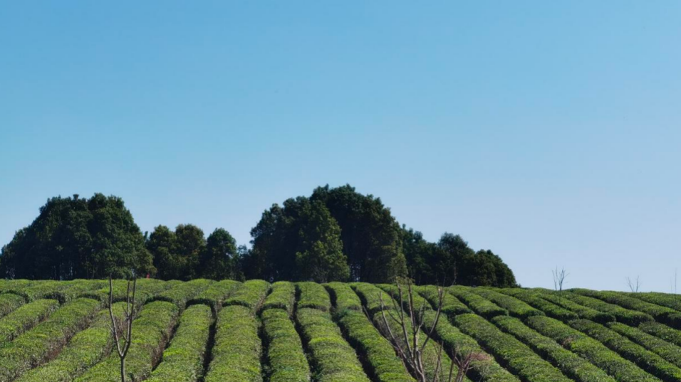 清镇市：春茶采摘正当时 茶韵悠长促振兴